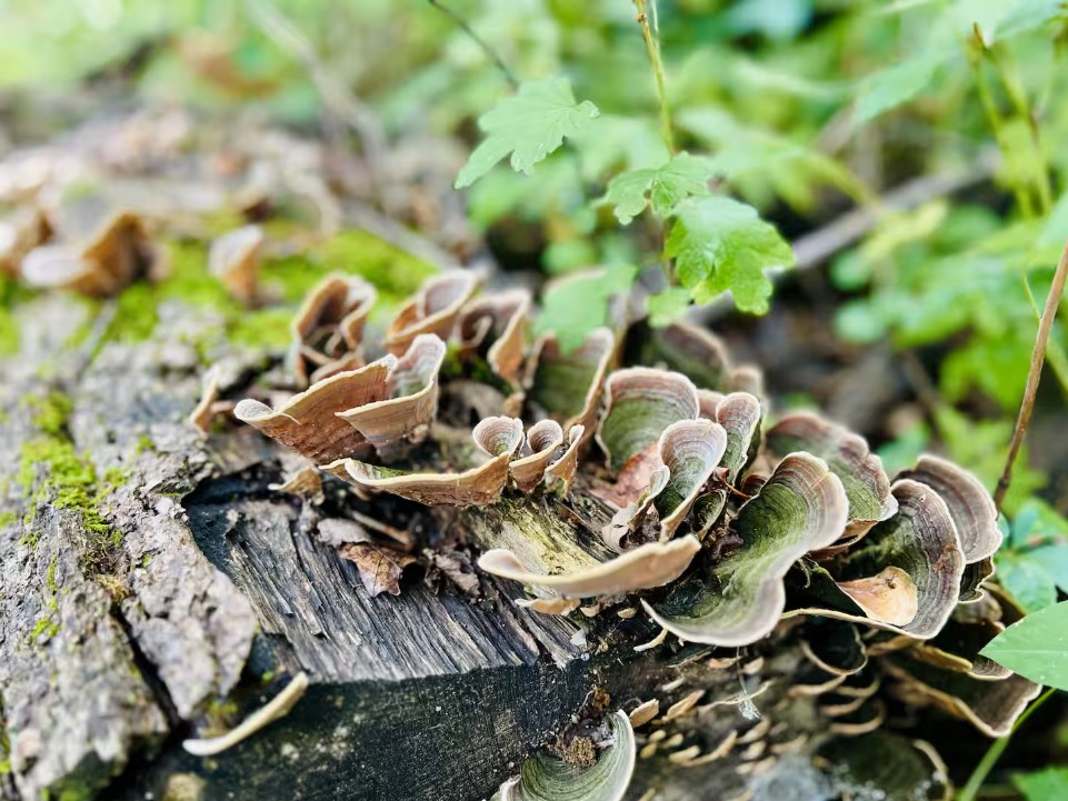 Native fungi on the forest floor