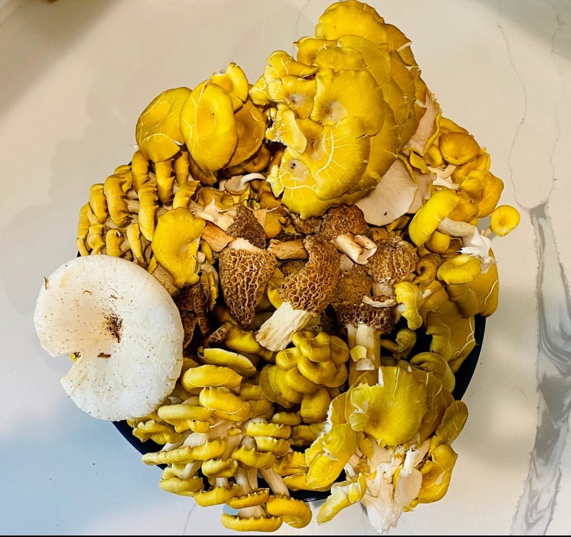 Wild mushrooms found on the restored land