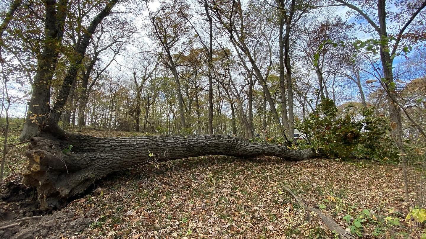 Woodland trail through the property