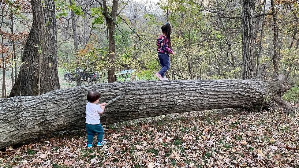 Oak tree on the property